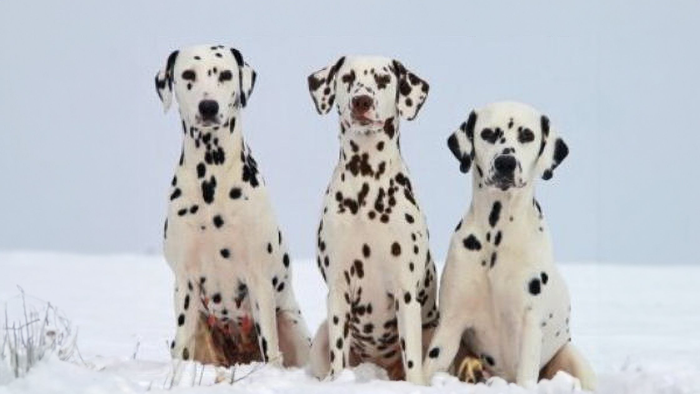 Foods To Avoid Feeding Your Pet