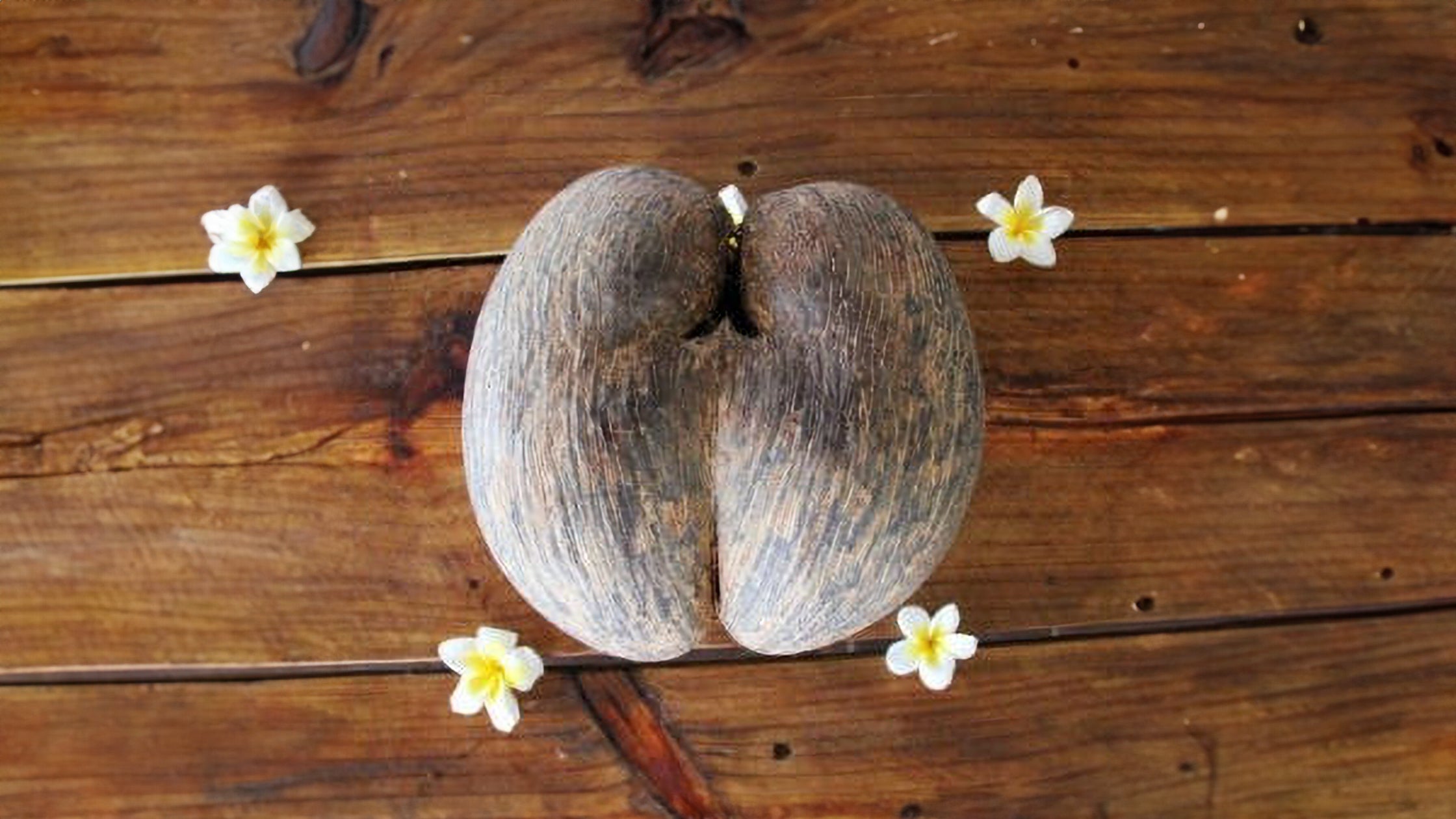 The World’s Largest Nut