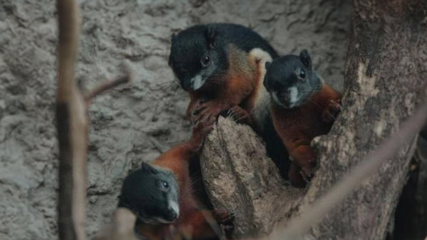 Squirrel Trio Born with Multi-Coloured Fur